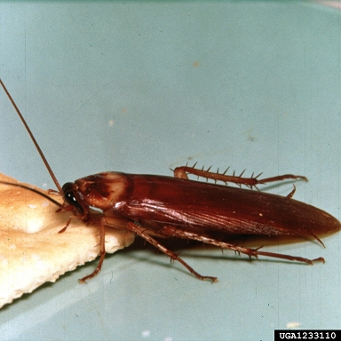 American Roach